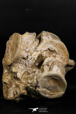 05190 - Superb Association 3 Elasmosaurus (Zarafasaura oceanis) Vertebrae Bones