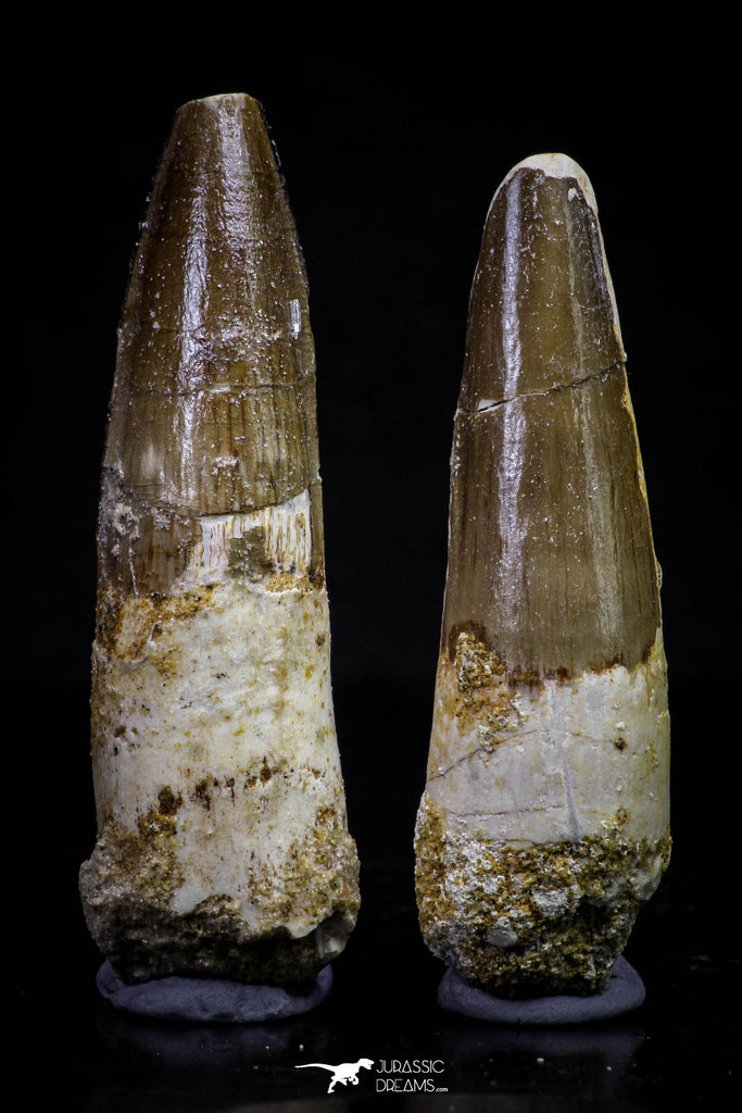 20709 - Great Collection of 2 Spinosaurus Dinosaur Teeth Cretaceous KemKem Beds