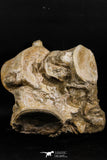 05190 - Superb Association 3 Elasmosaurus (Zarafasaura oceanis) Vertebrae Bones