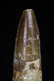 20709 - Great Collection of 2 Spinosaurus Dinosaur Teeth Cretaceous KemKem Beds