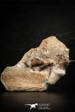 88654 - Nice Association of 3 EREMIASAURUS (Mosasaur) Teeth + Jaw Bone