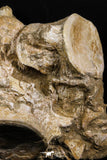 05190 - Superb Association 3 Elasmosaurus (Zarafasaura oceanis) Vertebrae Bones