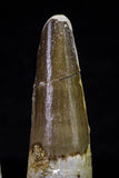 20709 - Great Collection of 2 Spinosaurus Dinosaur Teeth Cretaceous KemKem Beds