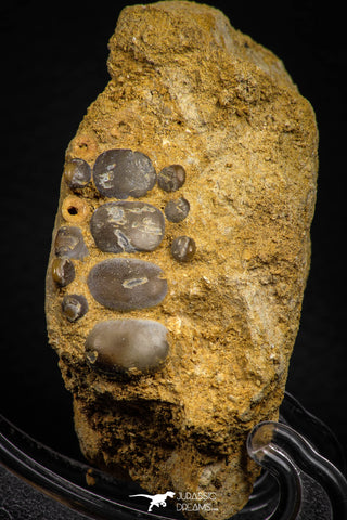 06684 - Top Beautiful 1.39 inch Phacodus Dental Plate in Natural Matrix Late Cretaceous