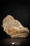 88654 - Nice Association of 3 EREMIASAURUS (Mosasaur) Teeth + Jaw Bone