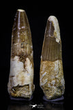 20709 - Great Collection of 2 Spinosaurus Dinosaur Teeth Cretaceous KemKem Beds