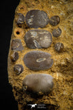 06684 - Top Beautiful 1.39 inch Phacodus Dental Plate in Natural Matrix Late Cretaceous
