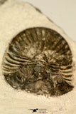 30841 - Nicely Prepared 1.57 Inch Scabriscutellum sp Middle Devonian Trilobite