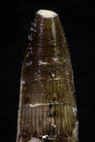 20709 - Great Collection of 2 Spinosaurus Dinosaur Teeth Cretaceous KemKem Beds