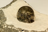 30841 - Nicely Prepared 1.57 Inch Scabriscutellum sp Middle Devonian Trilobite