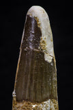 20709 - Great Collection of 2 Spinosaurus Dinosaur Teeth Cretaceous KemKem Beds