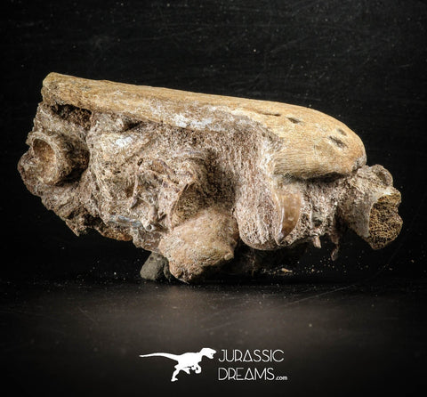 88656 - Top Rare 3.85 Inch HALISAURUS Premaxilla Snout Bone + Unidentified Vertebrae + Shark Tooth