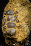 06684 - Top Beautiful 1.39 inch Phacodus Dental Plate in Natural Matrix Late Cretaceous