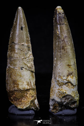 20710 - Great Collection of 2 Spinosaurus Dinosaur Teeth Cretaceous KemKem Beds
