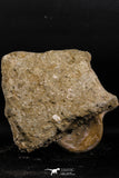 05190 - Superb Association 3 Elasmosaurus (Zarafasaura oceanis) Vertebrae Bones