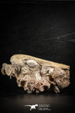 88656 - Top Rare 3.85 Inch HALISAURUS Premaxilla Snout Bone + Unidentified Vertebrae + Shark Tooth