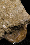 05190 - Superb Association 3 Elasmosaurus (Zarafasaura oceanis) Vertebrae Bones