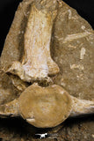 05191 - Museum Grade Huge Elasmosaurus (Zarafasaura oceanis) Vertebrae Bone in Natural Matrix