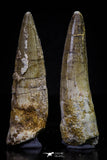 20710 - Great Collection of 2 Spinosaurus Dinosaur Teeth Cretaceous KemKem Beds