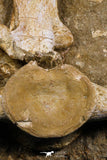 05191 - Museum Grade Huge Elasmosaurus (Zarafasaura oceanis) Vertebrae Bone in Natural Matrix