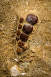 06685 - Top Beautiful 1.31 inch Phacodus Dental Plate in Natural Matrix Late Cretaceous