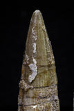 20710 - Great Collection of 2 Spinosaurus Dinosaur Teeth Cretaceous KemKem Beds