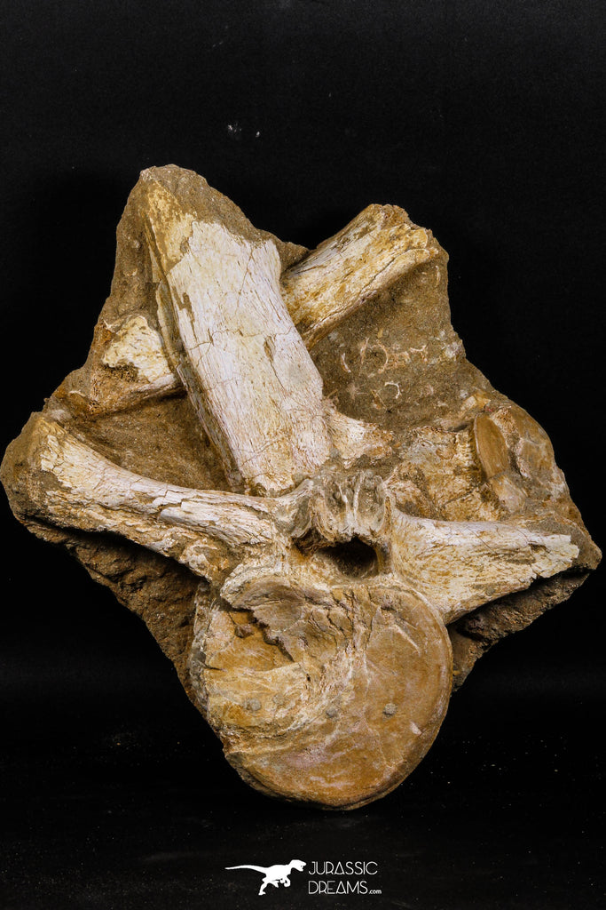 05192 - Museum Grade Huge Elasmosaurus (Zarafasaura oceanis) Vertebrae Bone in Natural Matrix