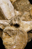 05192 - Museum Grade Huge Elasmosaurus (Zarafasaura oceanis) Vertebrae Bone in Natural Matrix