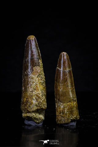 20711 - Great Collection of 2 Spinosaurus Dinosaur Teeth Cretaceous KemKem Beds