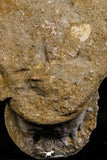 05192 - Museum Grade Huge Elasmosaurus (Zarafasaura oceanis) Vertebrae Bone in Natural Matrix