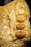 06686 - Top Beautiful 1.41 inch Phacodus Dental Plate in Natural Matrix Late Cretaceous