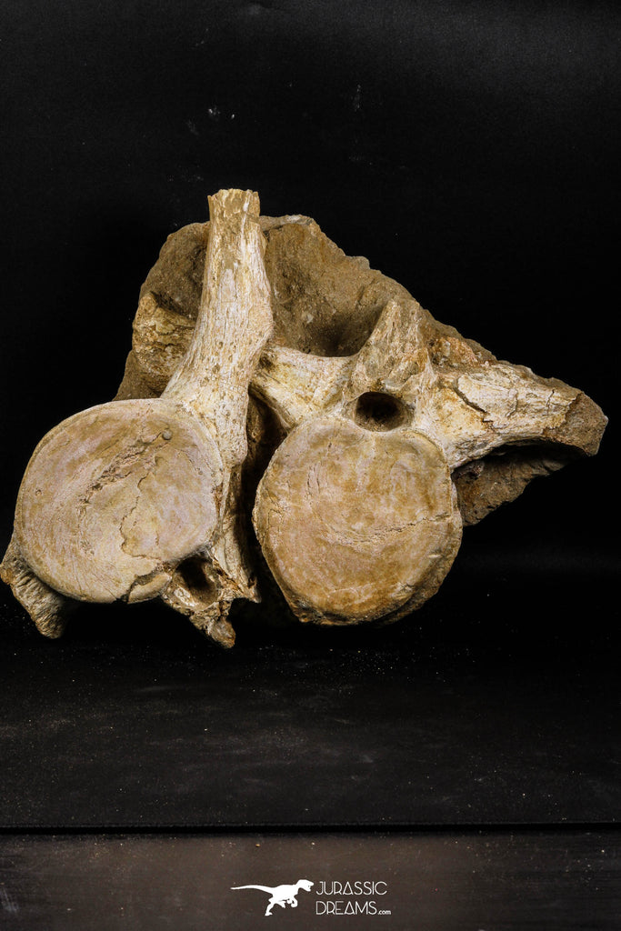 05193 - Museum Grade Association 2 Elasmosaurus (Zarafasaura oceanis) Vertebrae Bones