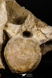 05193 - Museum Grade Association 2 Elasmosaurus (Zarafasaura oceanis) Vertebrae Bones