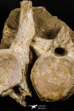 05193 - Museum Grade Association 2 Elasmosaurus (Zarafasaura oceanis) Vertebrae Bones