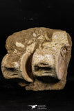 05194 - Museum Grade Association 2 Elasmosaurus (Zarafasaura oceanis) Vertebrae Bones