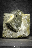 22105 - Beautiful 2.55 Inch Pyrite Crystals from famous Navajun Mines (Spain)