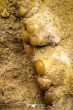 06687 - Top Beautiful 1.67 inch Phacodus Dental Plate in Natural Matrix Late Cretaceous