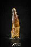 88664 - Top Beautiful 2.26 Inch Spinosaurus Dinosaur Tooth Cretaceous