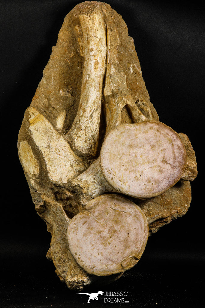 05195 - Museum Grade Association 2 Elasmosaurus (Zarafasaura oceanis) Vertebrae Bones