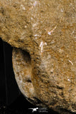 05195 - Museum Grade Association 2 Elasmosaurus (Zarafasaura oceanis) Vertebrae Bones