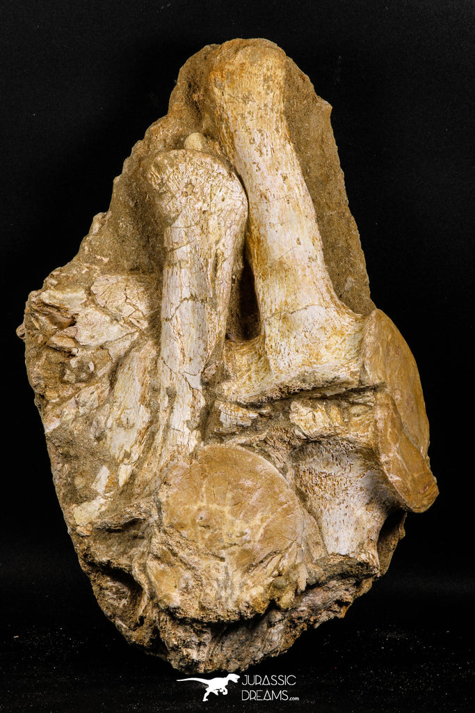 05196 - Top Huge Association 2 Elasmosaurus (Zarafasaura oceanis) Vertebrae Bones