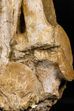 05196 - Top Huge Association 2 Elasmosaurus (Zarafasaura oceanis) Vertebrae Bones
