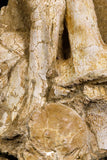 05196 - Top Huge Association 2 Elasmosaurus (Zarafasaura oceanis) Vertebrae Bones