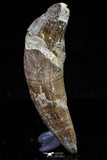 20678 -  Extremely Rare 3.09 Inch Pappocetus lugardi (Whale Ancestor) Incisor Rooted Tooth