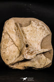 05197 - Museum Grade Association Elasmosaurus (Zarafasaura oceanis) Vertebra Bone + Pubis (Pelvic Bone)