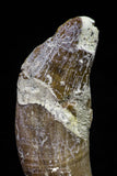 20678 -  Extremely Rare 3.09 Inch Pappocetus lugardi (Whale Ancestor) Incisor Rooted Tooth