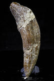 20678 -  Extremely Rare 3.09 Inch Pappocetus lugardi (Whale Ancestor) Incisor Rooted Tooth