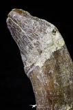 20678 -  Extremely Rare 3.09 Inch Pappocetus lugardi (Whale Ancestor) Incisor Rooted Tooth
