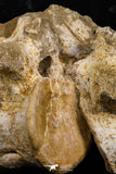 05198 - Museum Grade Association 2 Elasmosaurus (Zarafasaura oceanis) Vertebrae Bones