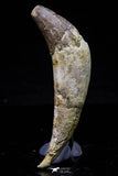 20679 -  Extremely Rare 2.93 Inch Pappocetus lugardi (Whale Ancestor) Incisor Rooted Tooth